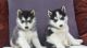 Siberian Husky Puppies for sale in Alondra Park, 3850 Manhattan Beach Blvd, Lawndale, CA 90260, USA. price: NA