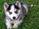 Siberian Husky Puppies for sale in Aberdeen, NC, USA. price: NA