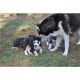 Siberian Husky Puppies for sale in Alma, AL 36540, USA. price: NA