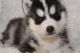 Siberian Husky Puppies for sale in Pembroke Pines, FL, USA. price: NA