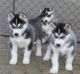 Siberian Husky Puppies for sale in Miami Gardens, FL, USA. price: NA