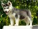 Siberian Husky Puppies for sale in Peoria, IL, USA. price: NA