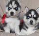 Siberian Husky Puppies for sale in Martinsdale, MT 59053, USA. price: NA