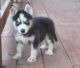 Siberian Husky Puppies for sale in Bath Twp, MI, USA. price: NA