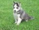 Siberian Husky Puppies for sale in Benton County, MS, USA. price: NA