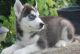 Siberian Husky Puppies for sale in Boulder, MT 59632, USA. price: NA