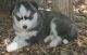 Siberian Husky Puppies for sale in Anton Chico, NM 87724, USA. price: $200