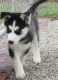 Siberian Husky Puppies for sale in Belmont, NH 03220, USA. price: NA