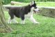 Siberian Husky Puppies for sale in Fayetteville, NC, USA. price: $200