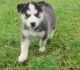 Siberian Husky Puppies for sale in Benson, VT, USA. price: NA