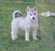 Siberian Husky Puppies for sale in West Valley City, UT, USA. price: NA