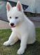 Siberian Husky Puppies for sale in Adelphia, Howell, NJ, USA. price: NA