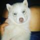 Siberian Husky Puppies for sale in Tacoma, WA, USA. price: $1,000