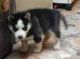 Siberian Husky Puppies for sale in Inglewood, CA, USA. price: NA