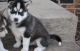 Siberian Husky Puppies for sale in Killeen, TX, USA. price: NA