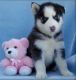 Siberian Husky Puppies for sale in Baharak, Afghanistan. price: NA