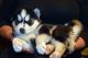 Siberian Husky Puppies for sale in Denton, TX, USA. price: NA