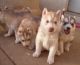 Siberian Husky Puppies for sale in Harbour Grace, NL, Canada. price: NA