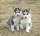 Siberian Husky Puppies for sale in Delta Junction, AK, USA. price: NA