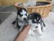 Siberian Husky Puppies for sale in Riggins, ID 83549, USA. price: NA