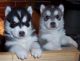 Siberian Husky Puppies for sale in Berwyn Heights, MD 20740, USA. price: NA