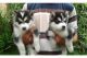 Siberian Husky Puppies for sale in Wolcott, NY 14590, USA. price: NA