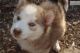 Siberian Husky Puppies for sale in Fort Wayne, IN, USA. price: $500