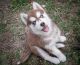 Siberian Husky Puppies for sale in Brownsville, TX, USA. price: NA