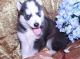 Siberian Husky Puppies for sale in Jonesville, MI 49250, USA. price: NA