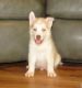 Siberian Husky Puppies for sale in Reno, NV, USA. price: $200