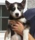 Siberian Husky Puppies for sale in Arden, DE 19810, USA. price: NA