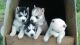 Siberian Husky Puppies for sale in Acton, ME, USA. price: $250