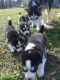 Siberian Husky Puppies for sale in Olathe, KS, USA. price: NA