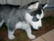 Siberian Husky Puppies for sale in Toronto, ON, Canada. price: NA