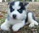 Siberian Husky Puppies for sale in Amador City, CA, USA. price: NA