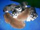 Siberian Husky Puppies for sale in Pleasantville, PA 16341, USA. price: NA