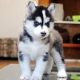 Siberian Husky Puppies for sale in Auckland, New Zealand. price: NA
