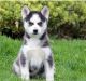 Siberian Husky Puppies for sale in Woodbridge Township, NJ, USA. price: NA