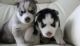 Siberian Husky Puppies for sale in Roseville, CA, USA. price: NA