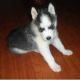 Siberian Husky Puppies for sale in Roseville, CA, USA. price: NA