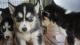 Siberian Husky Puppies for sale in Scottsdale, AZ, USA. price: $300
