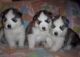 Siberian Husky Puppies for sale in Abbeville, AL 36310, USA. price: NA