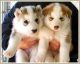 Siberian Husky Puppies for sale in Abbott, TX 76621, USA. price: NA