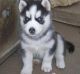 Siberian Husky Puppies for sale in Grand Forks, ND, USA. price: NA