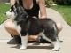 Siberian Husky Puppies for sale in Grand Forks, ND, USA. price: NA