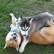 Siberian Husky Puppies for sale in Austonio, TX 75835, USA. price: NA