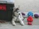 Siberian Husky Puppies for sale in Whitehouse, TX 75791, USA. price: NA