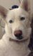 Siberian Husky Puppies for sale in Victorville, CA, USA. price: NA