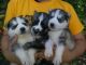 Siberian Husky Puppies for sale in Bath, ME 04530, USA. price: NA