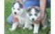 Siberian Husky Puppies for sale in Litchville, ND 58461, USA. price: NA